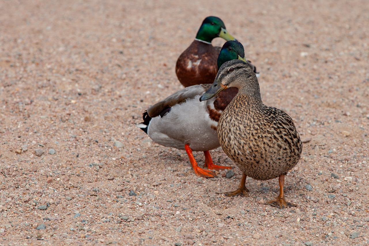 duck  ducks  male free photo