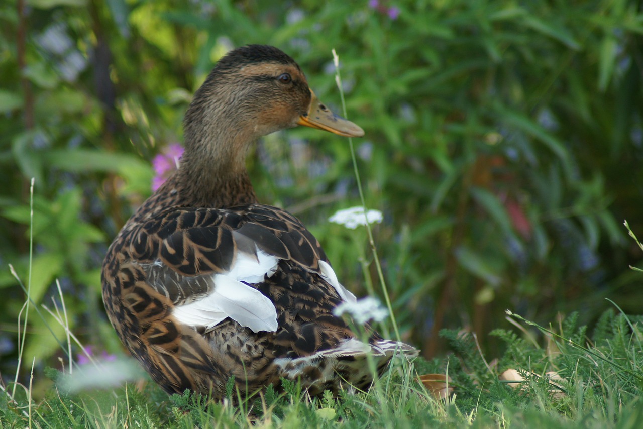 duck  feather  water bird free photo