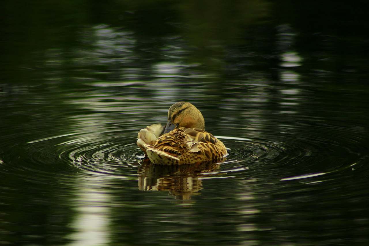 duck  pond  moor free photo