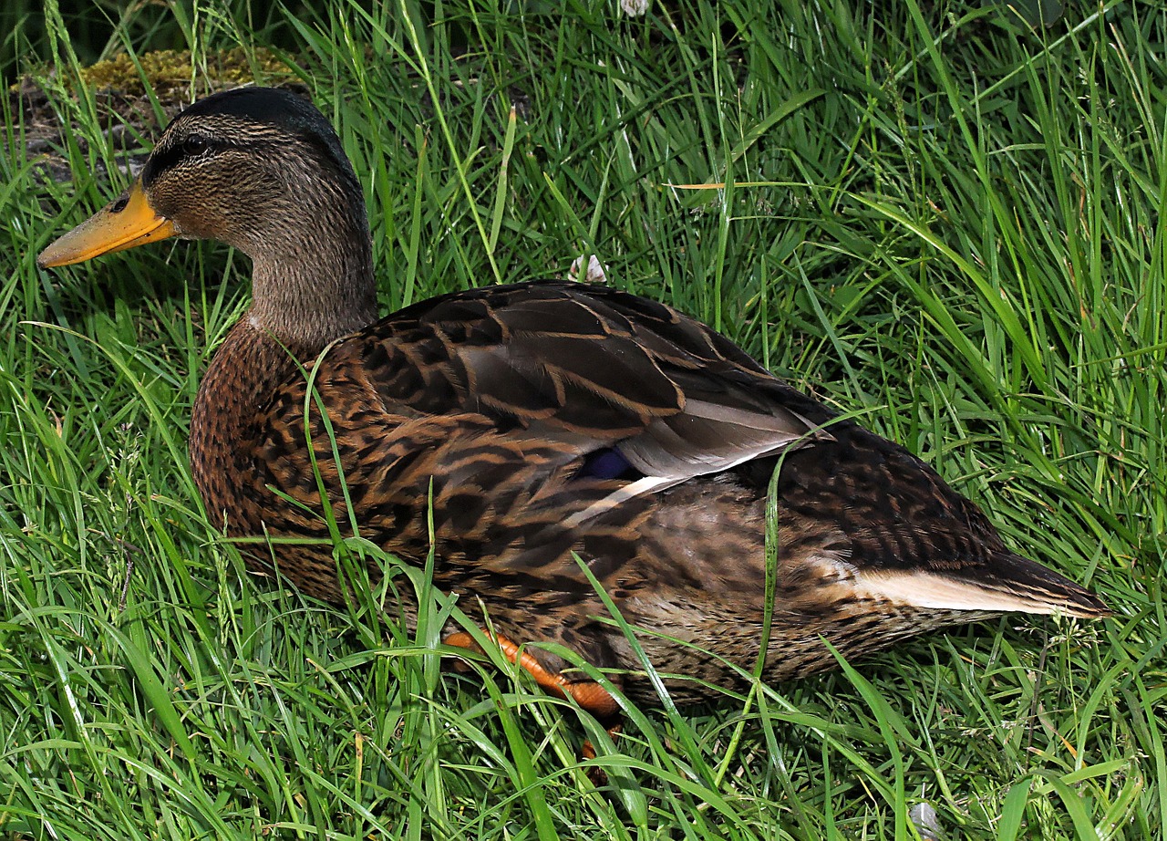 duck drake young animal free photo