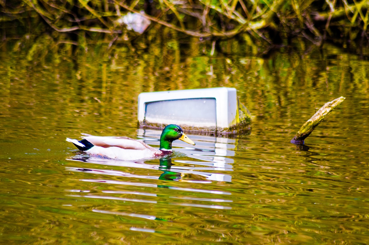 duck  water  tv free photo
