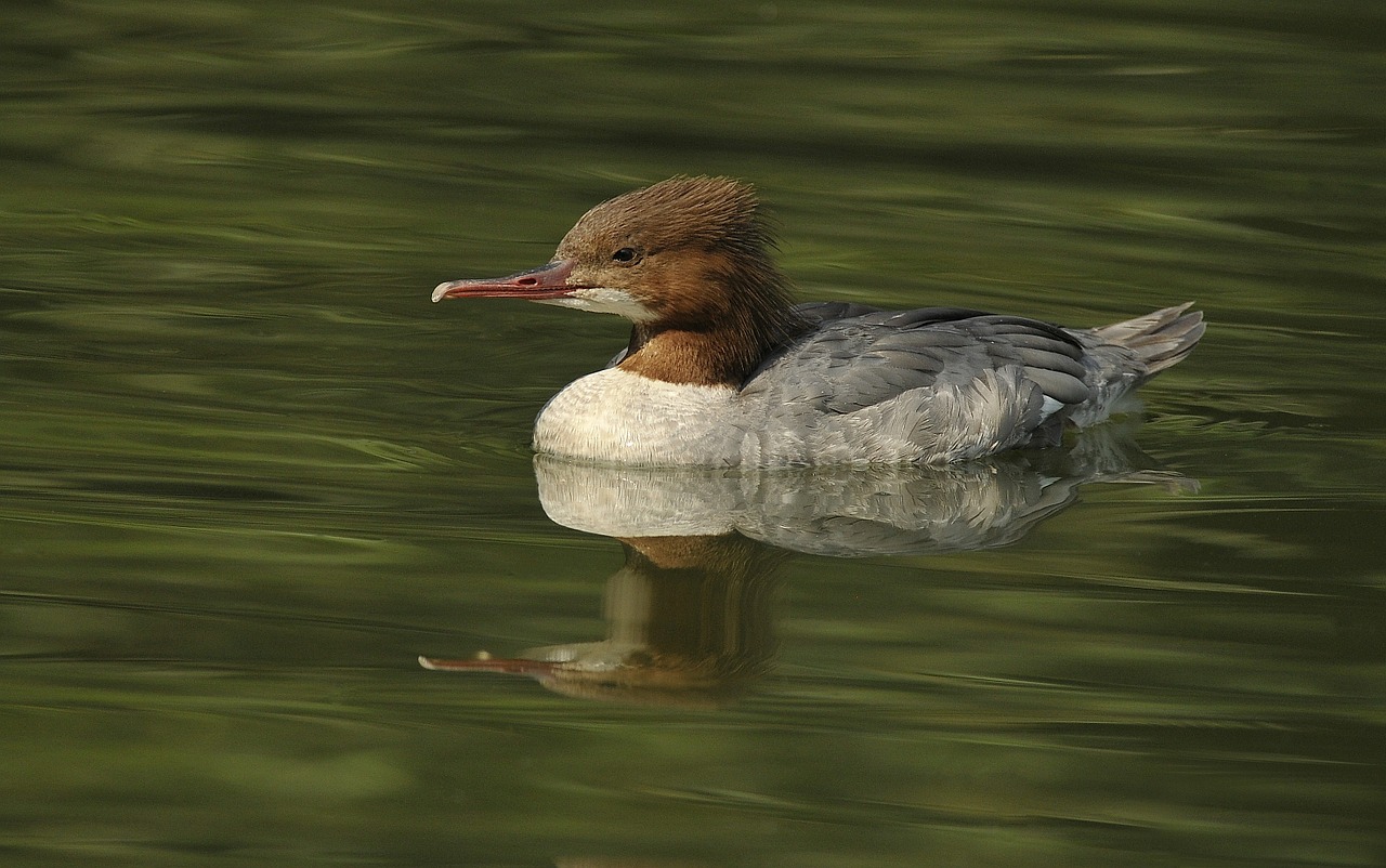 duck water bird free photo