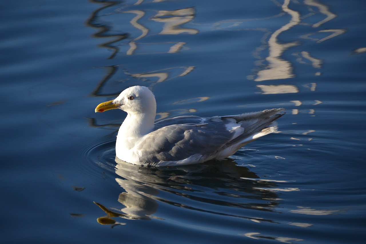 duck  water  nature free photo