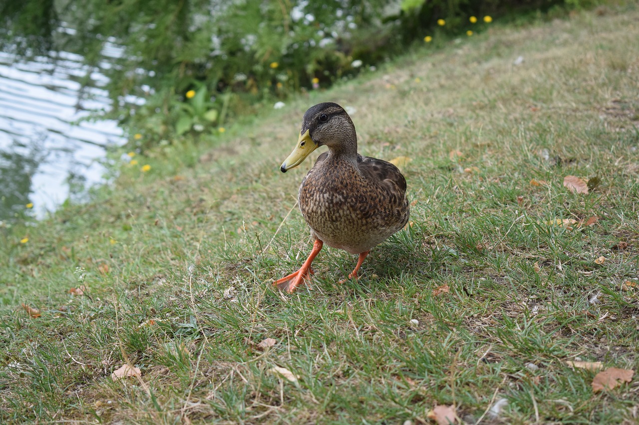 duck  nature  animal world of free photo