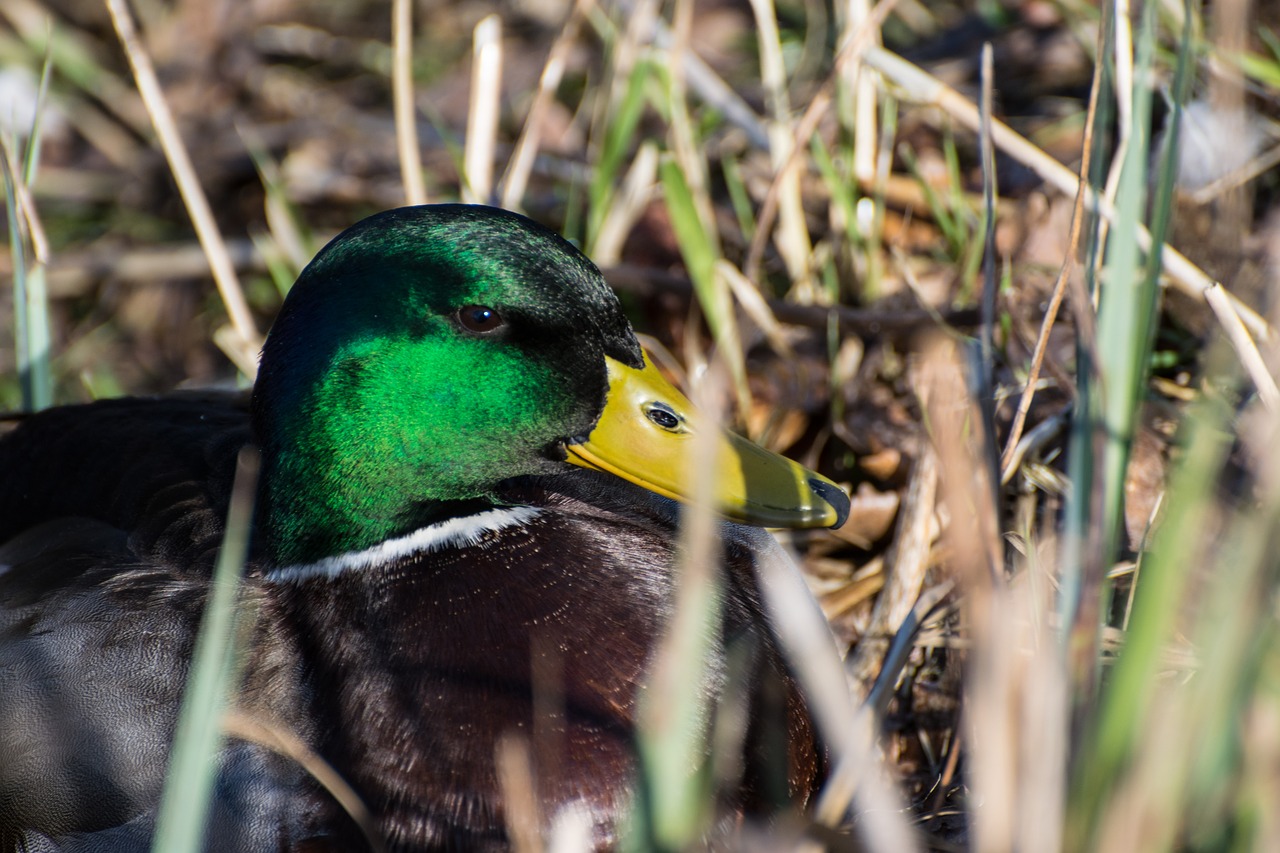 duck  nature  drake free photo