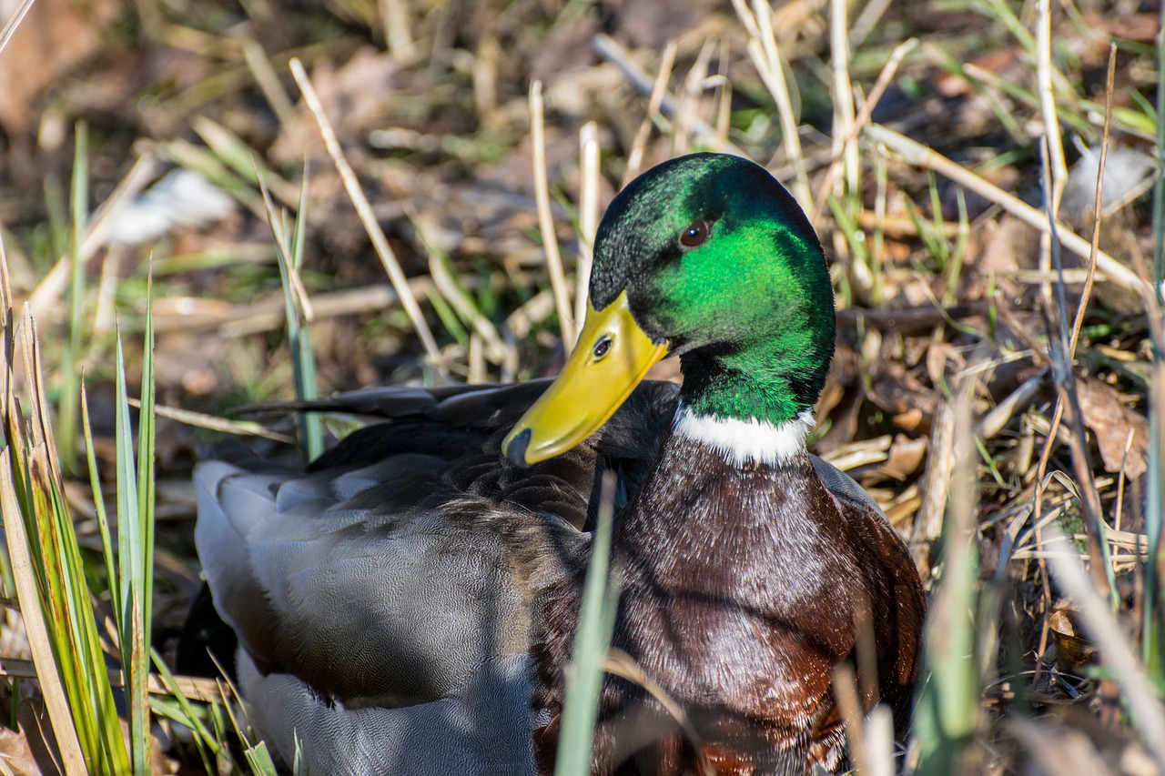 duck  drake  bird free photo