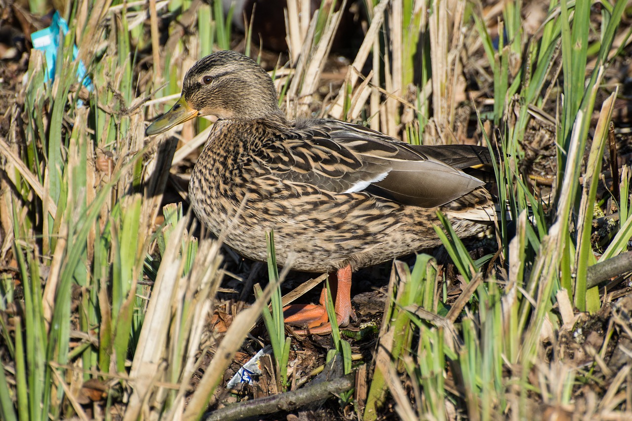 duck  female  water bird free photo