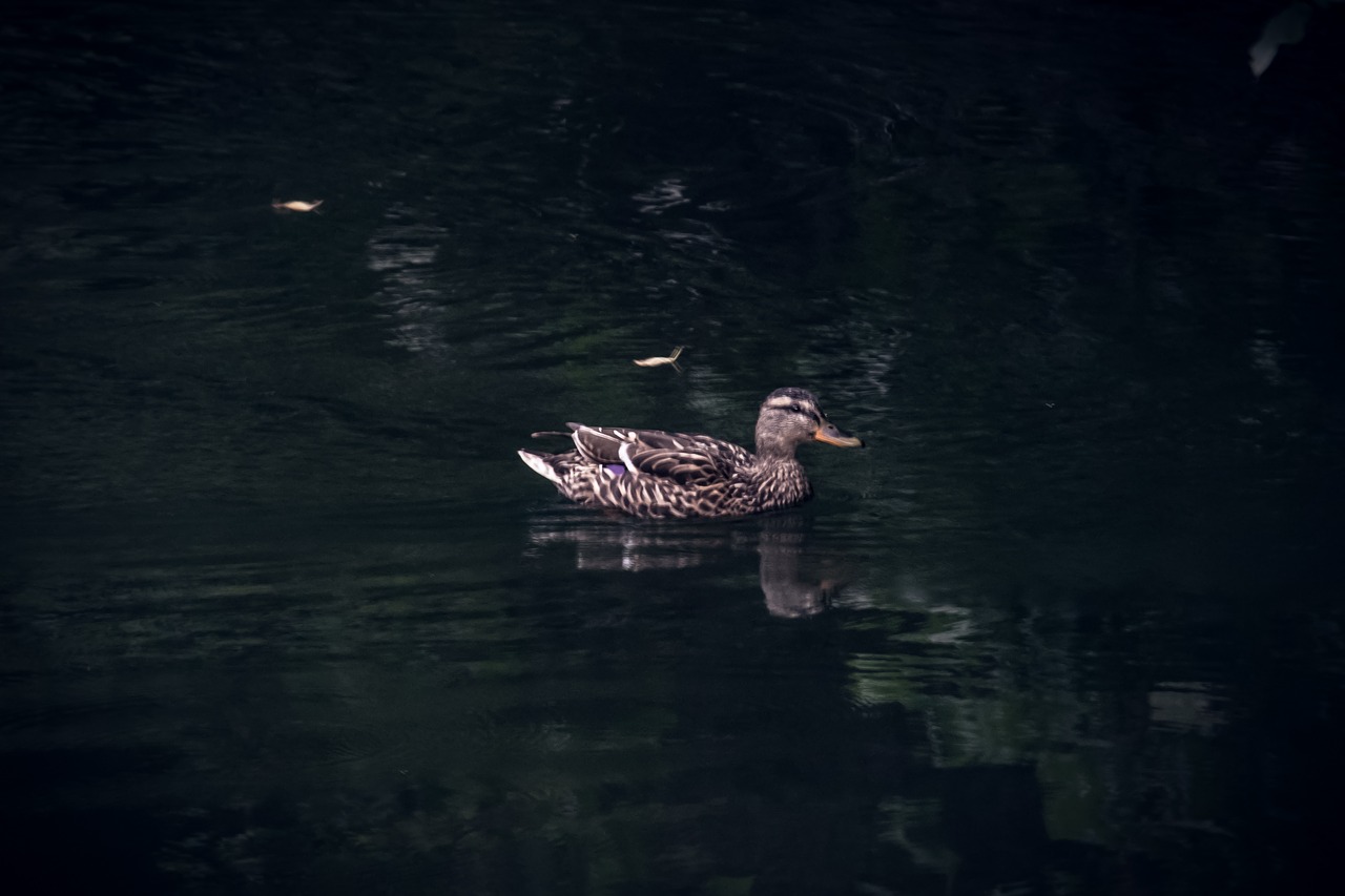 duck  bird  animal free photo