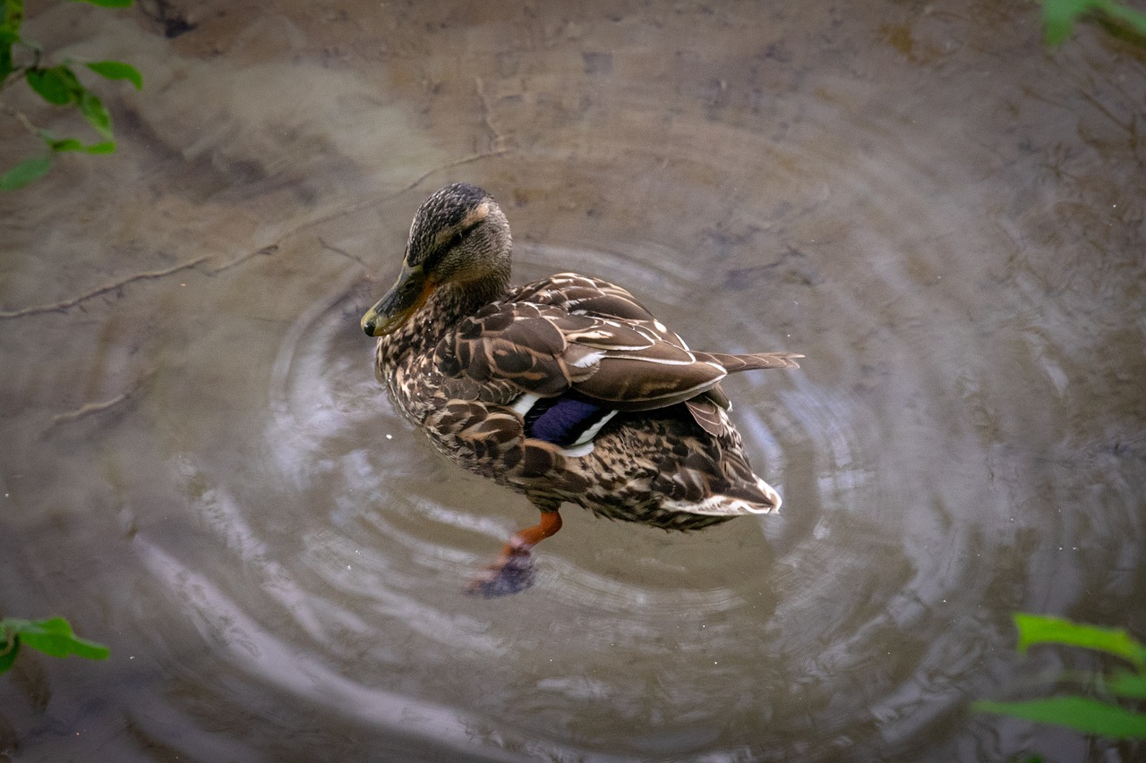 duck  bird  animal free photo