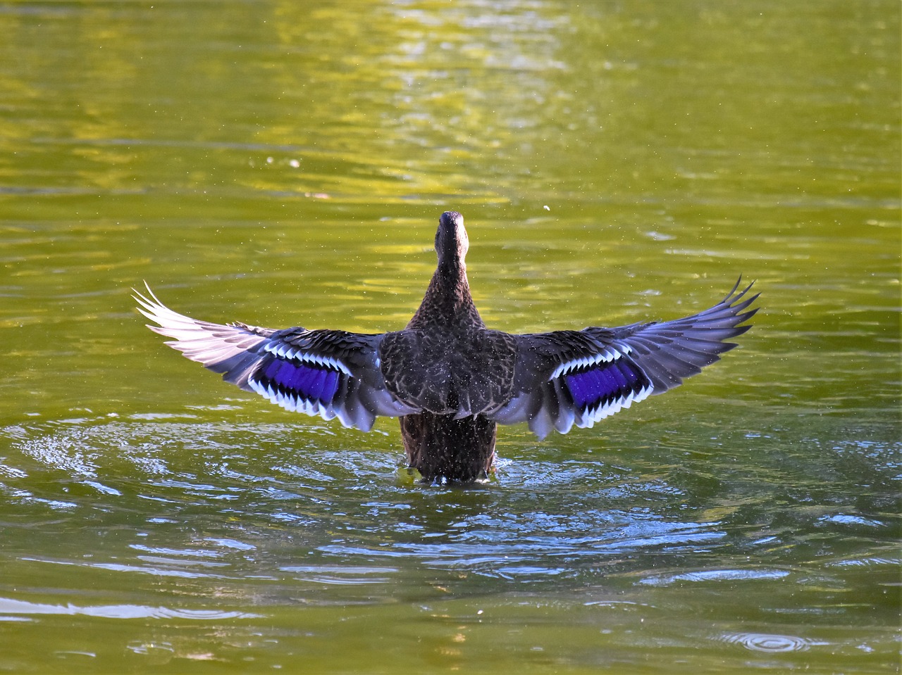 duck  waterfowl  feather free photo