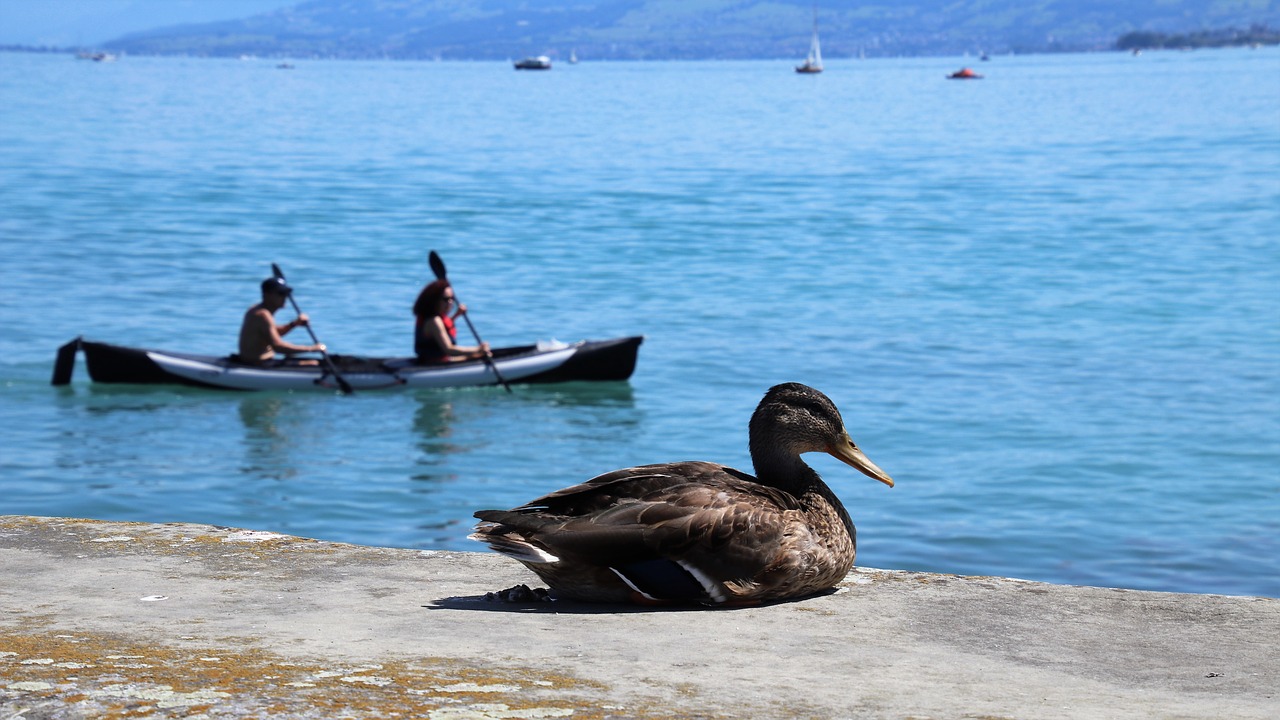 duck  sitting  floats free photo