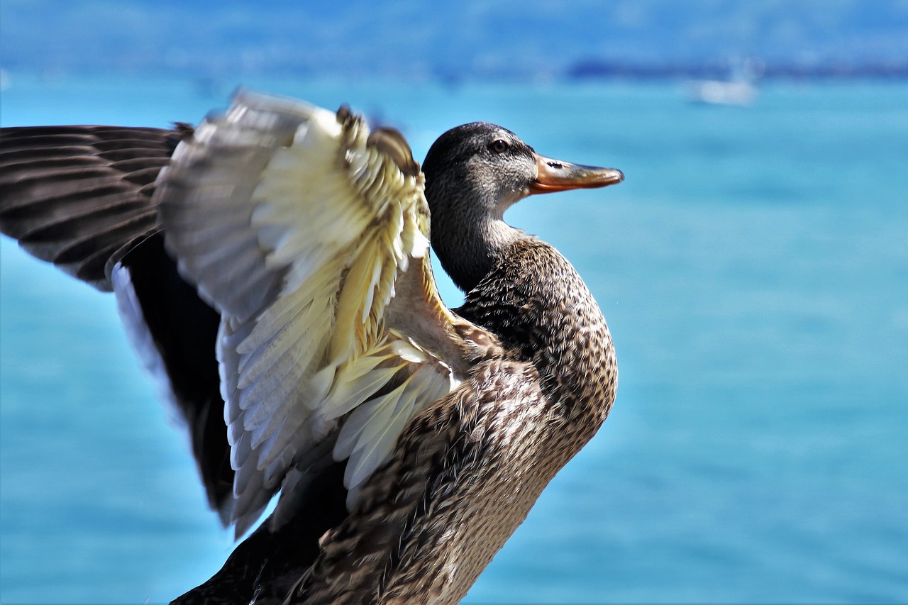 duck  wings  pen free photo