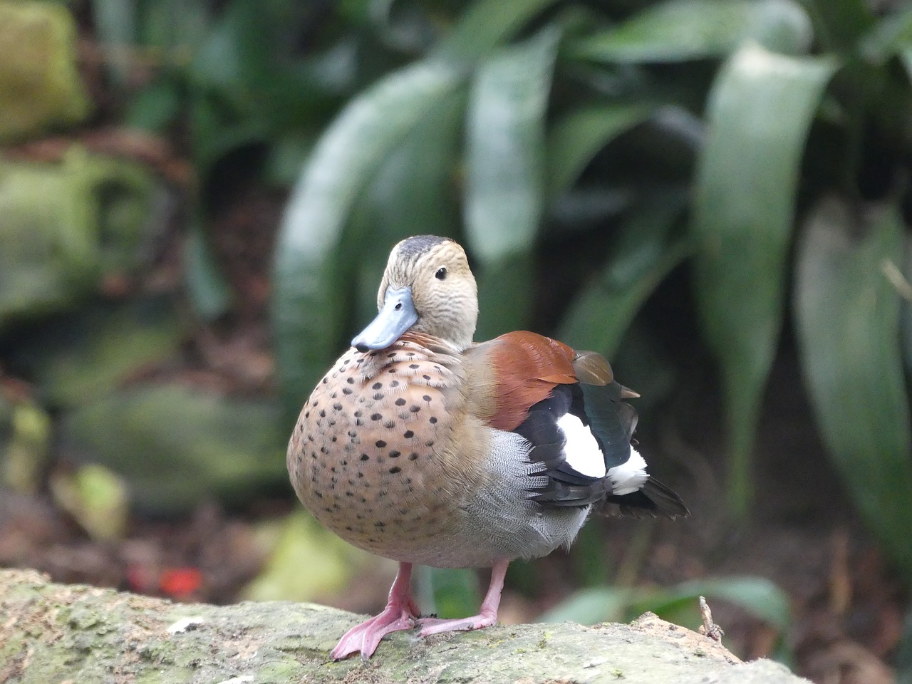 duck  animal  bird free photo