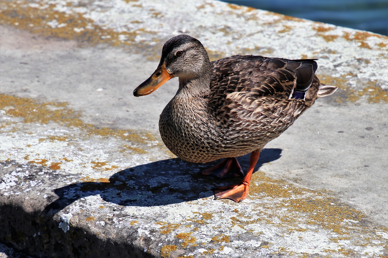 duck  stone  the creation of free photo