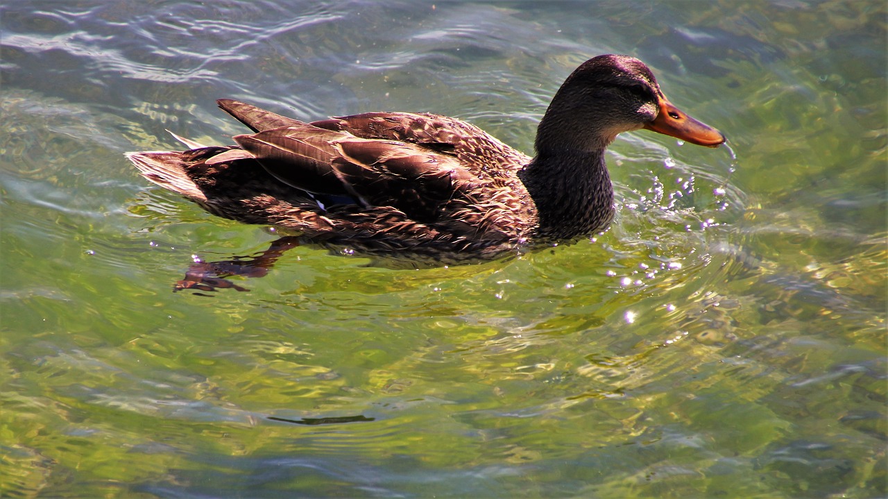 duck  in the water  swim free photo