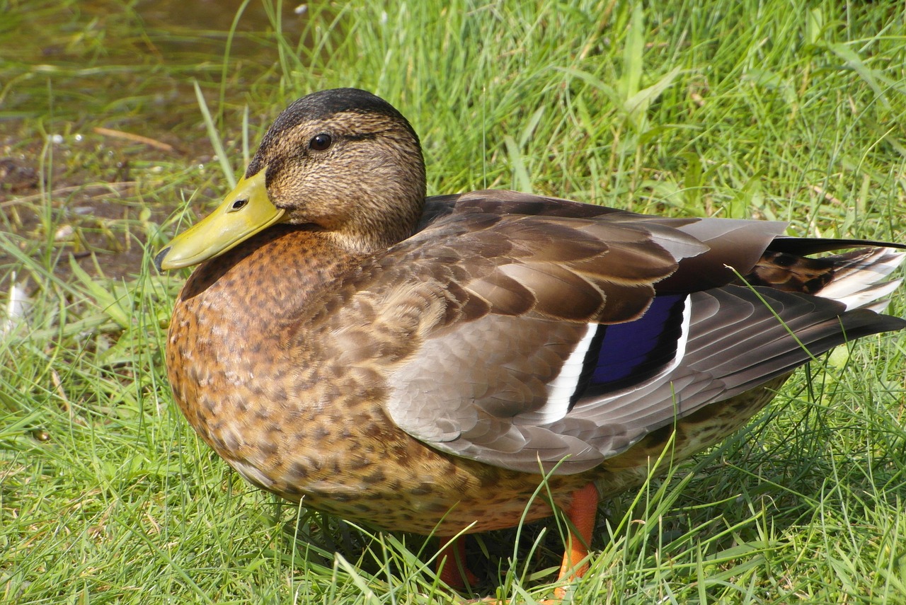 duck  beak  plumage free photo