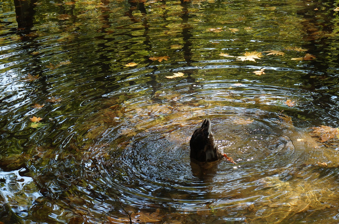 duck  food  lake free photo