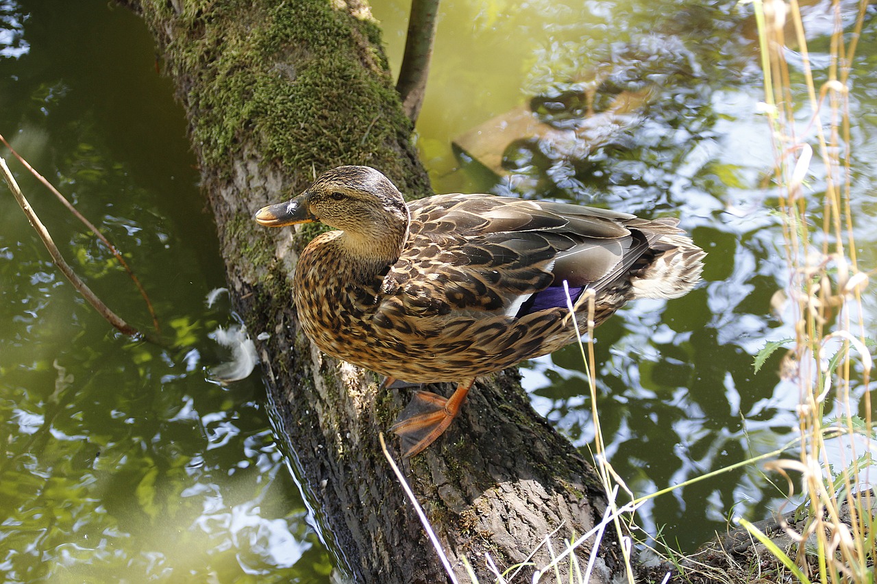 duck  water  water bird free photo