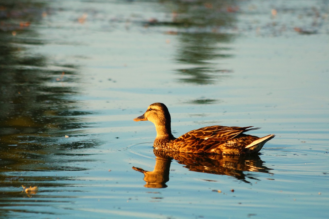 duck  water bird  pond free photo