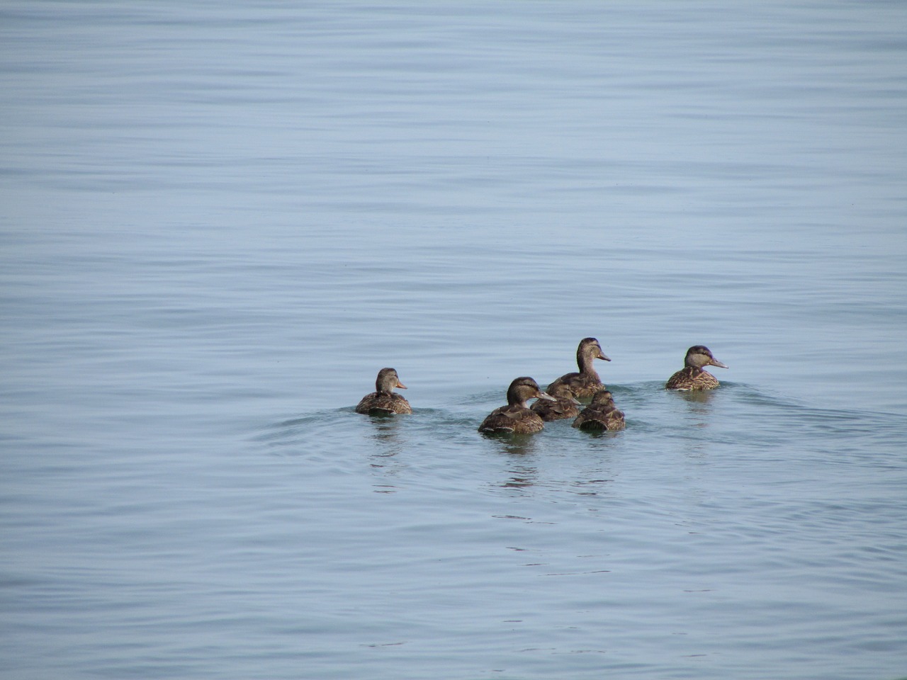 duck  water  waterpolo free photo