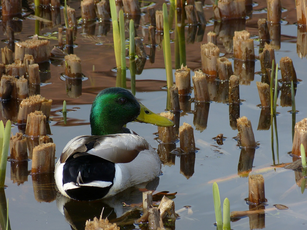 duck  animal  nature free photo