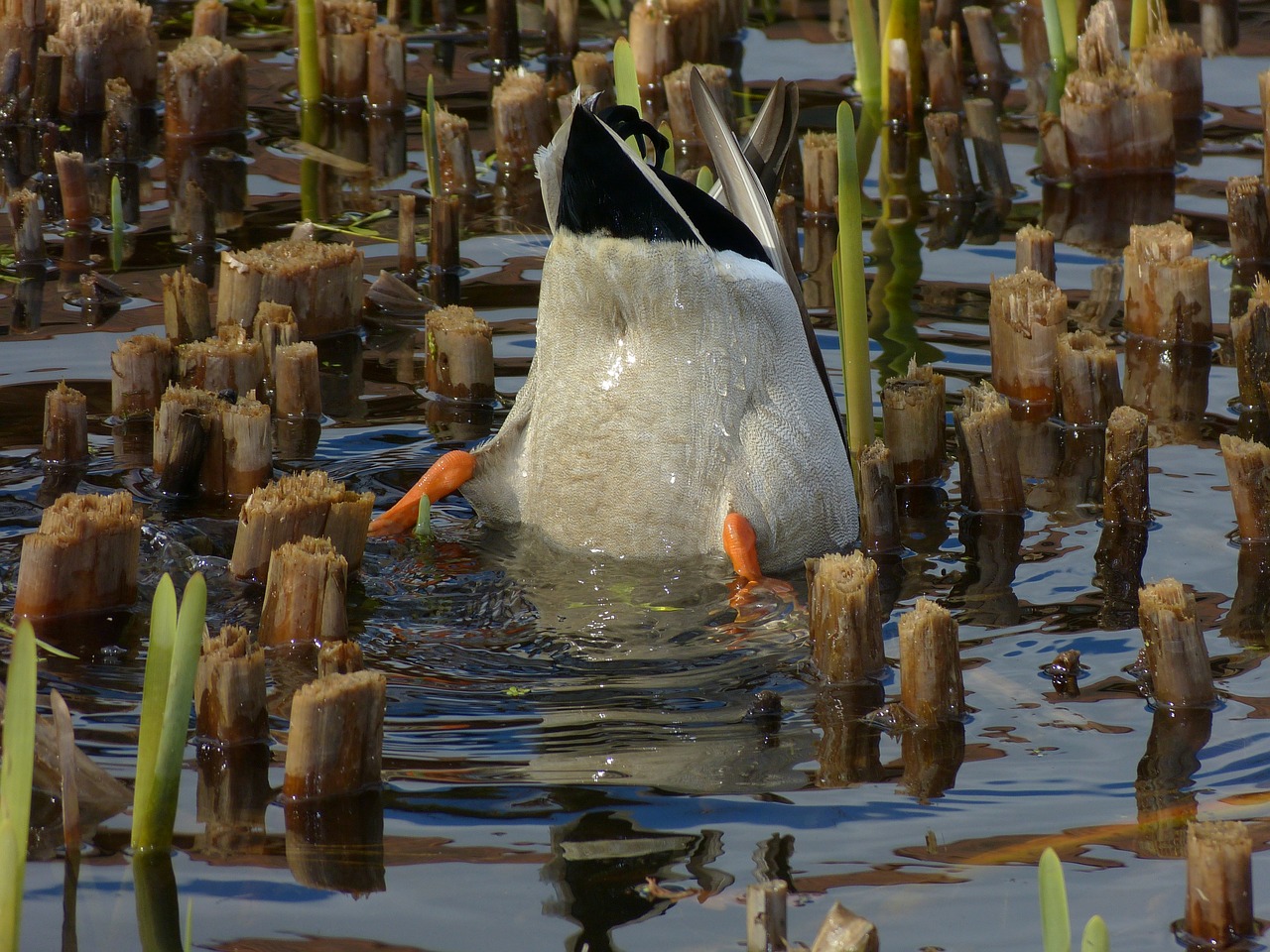 duck  animal  nature free photo