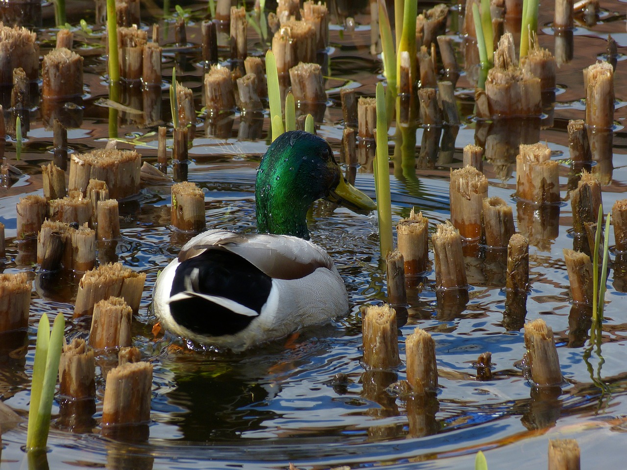 duck  animal  nature free photo