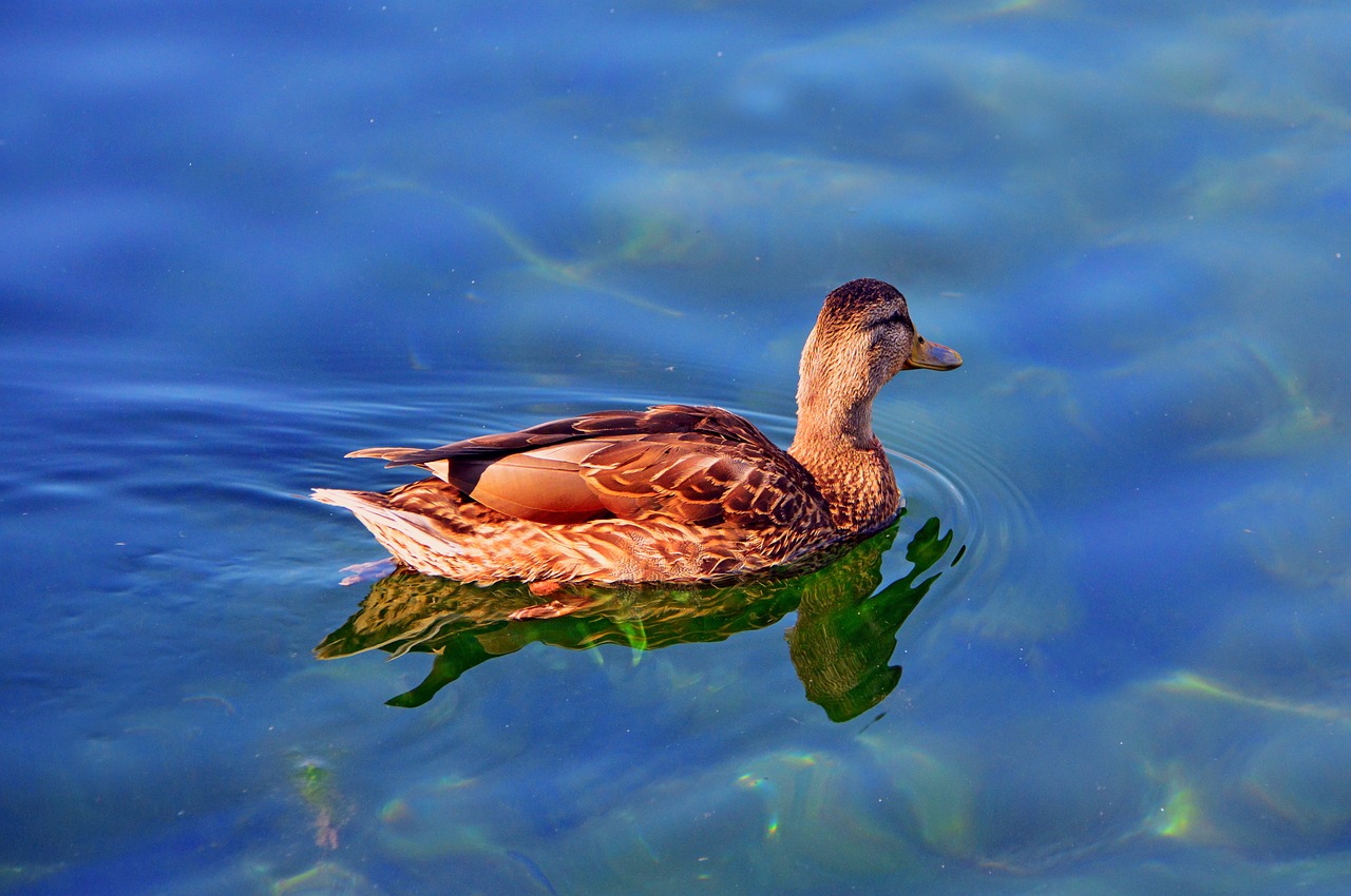 duck  wild ducks  beast free photo