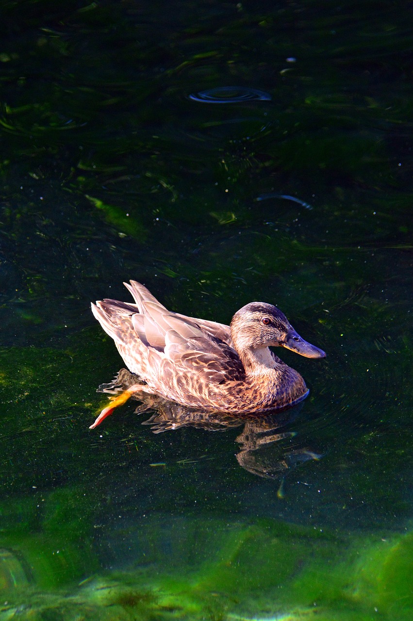 duck  wild ducks  bird free photo