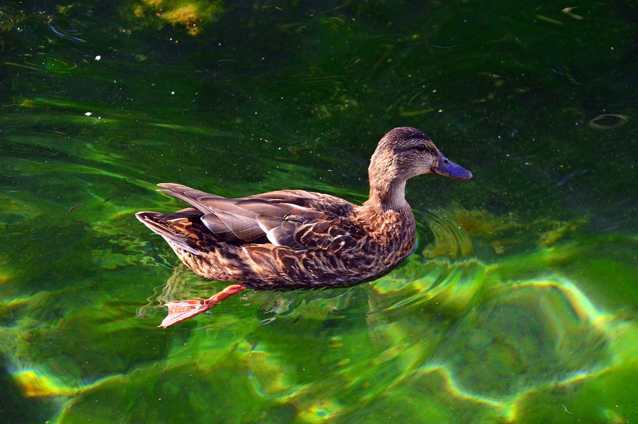 duck  wild ducks  bird free photo