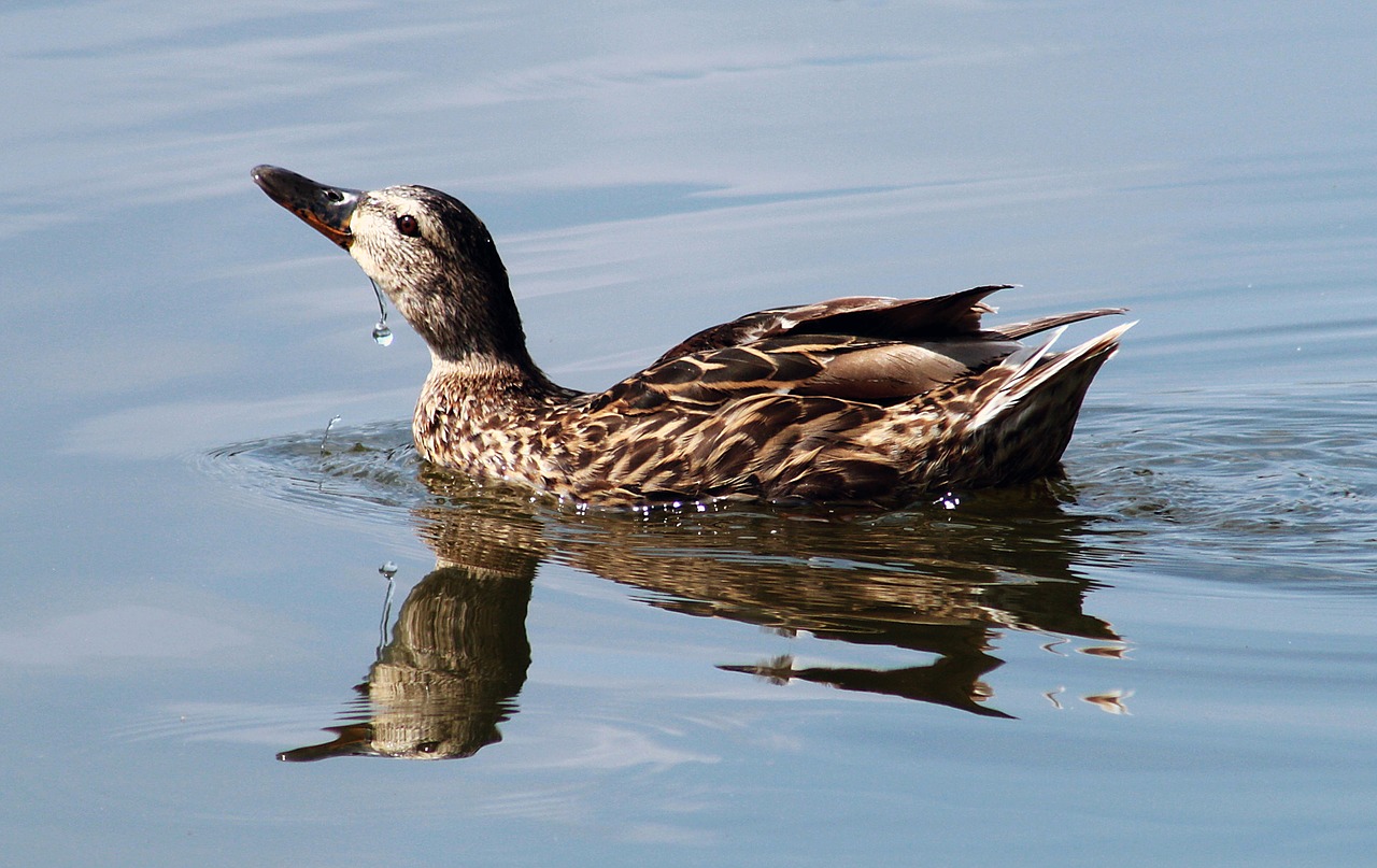 duck  nature  lake free photo