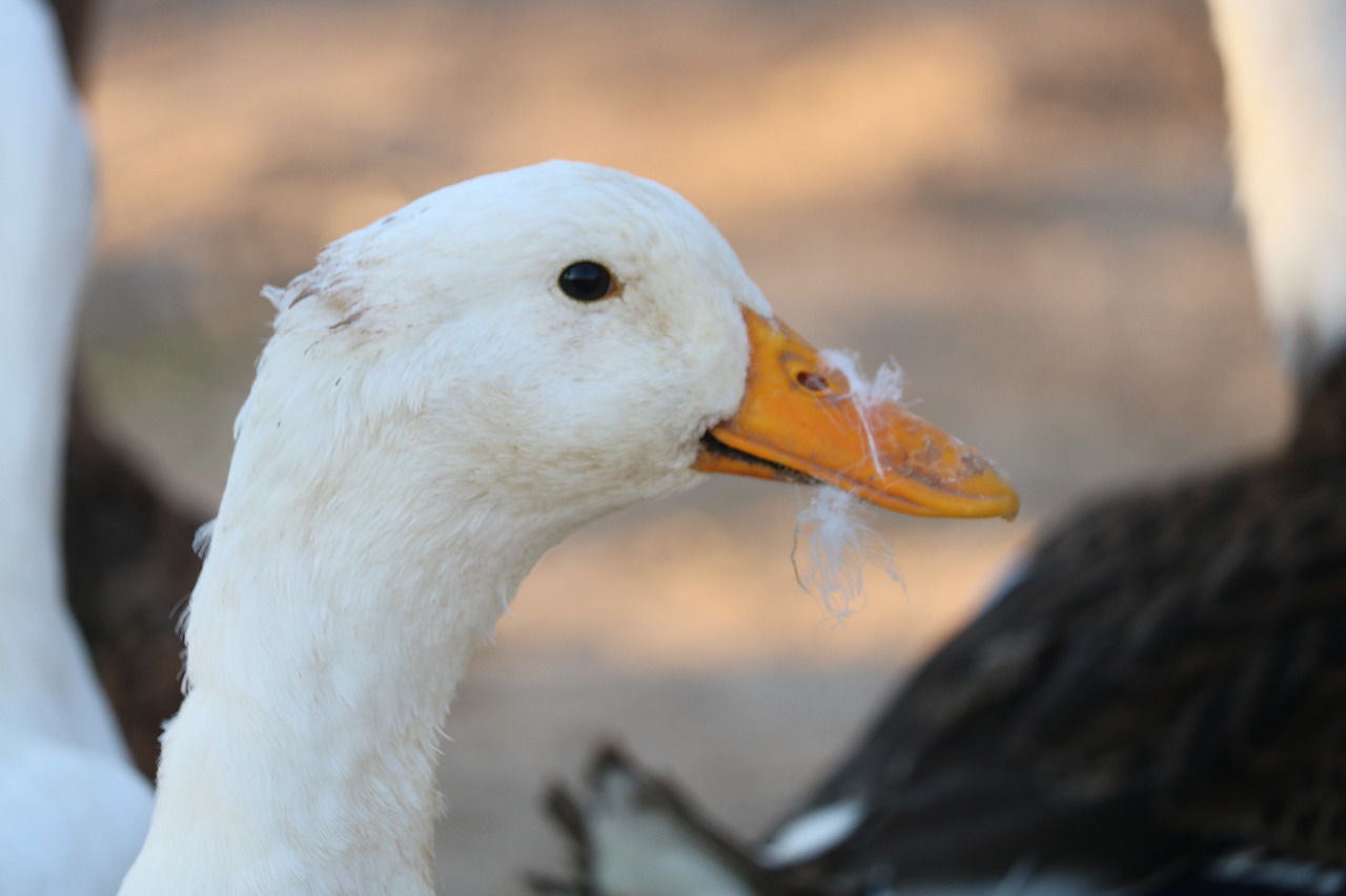 duck  white  animal free photo