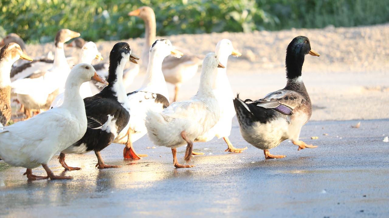 duck  goose  water free photo