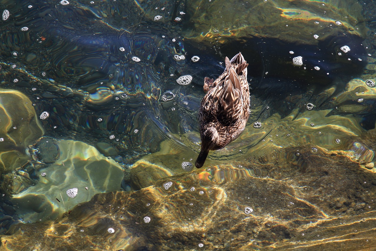 duck  lake constance  water free photo