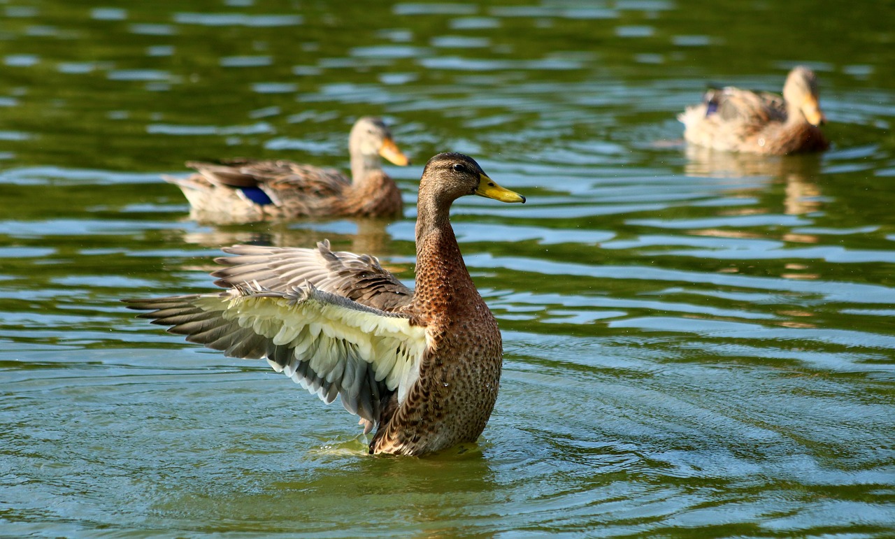 duck  waterfowl  wings free photo