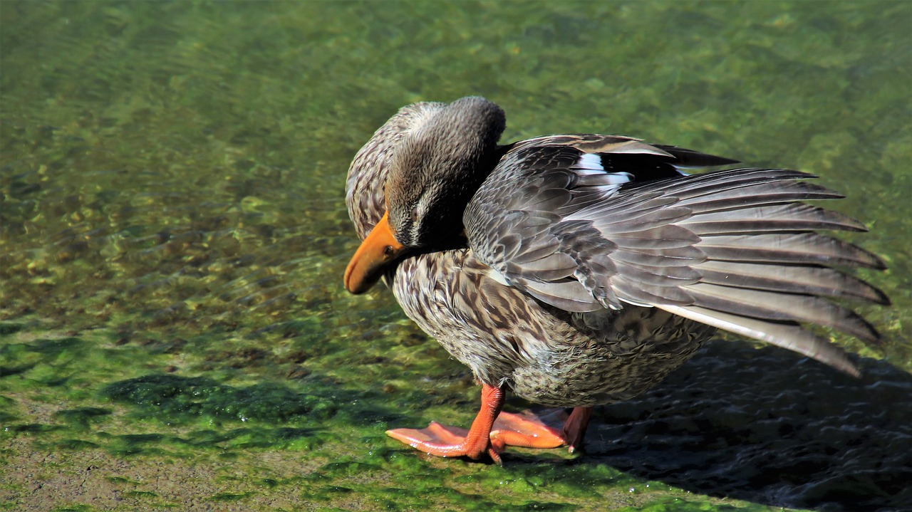 duck  wing  plumage free photo