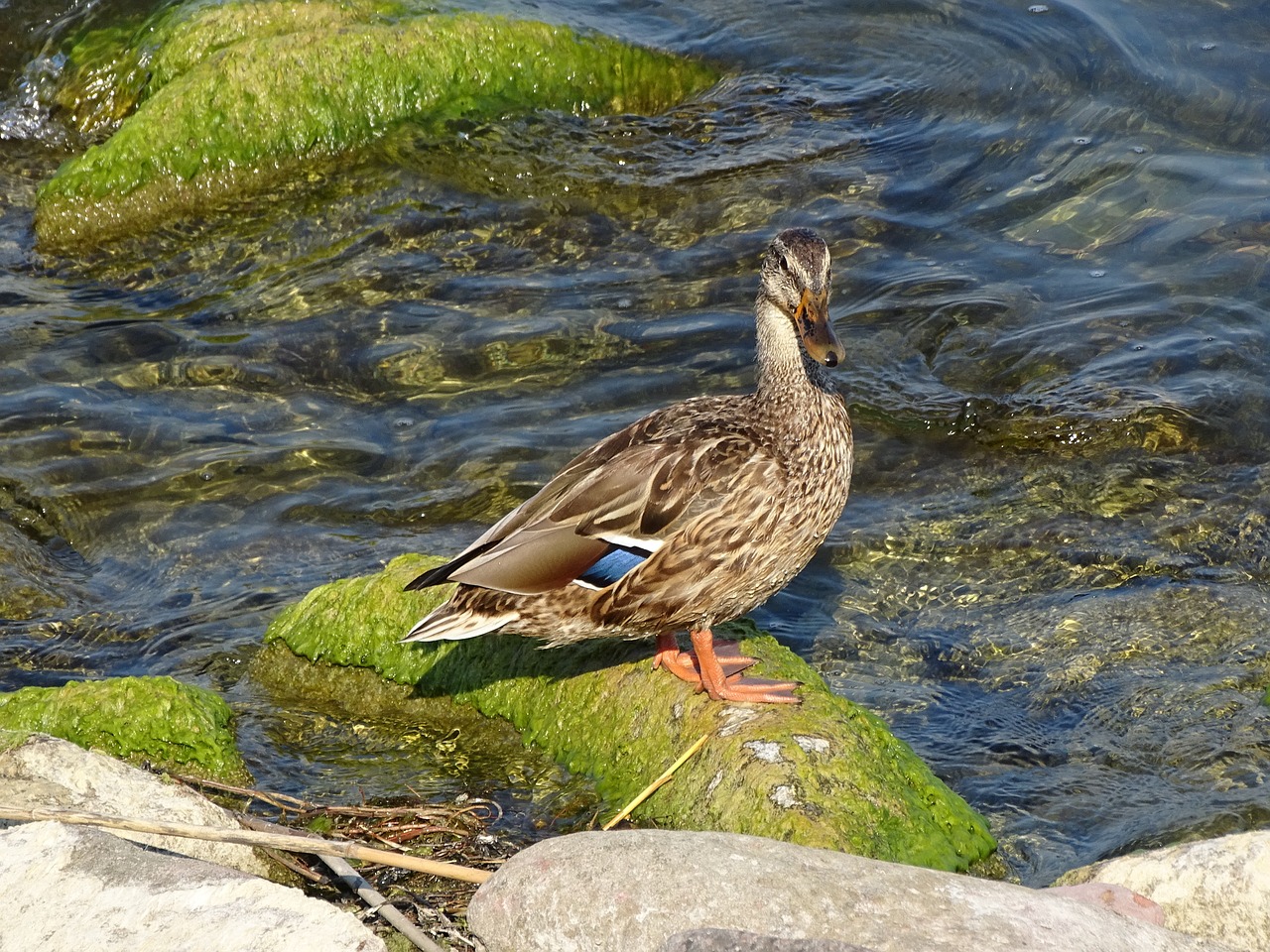 duck  lake  summer free photo