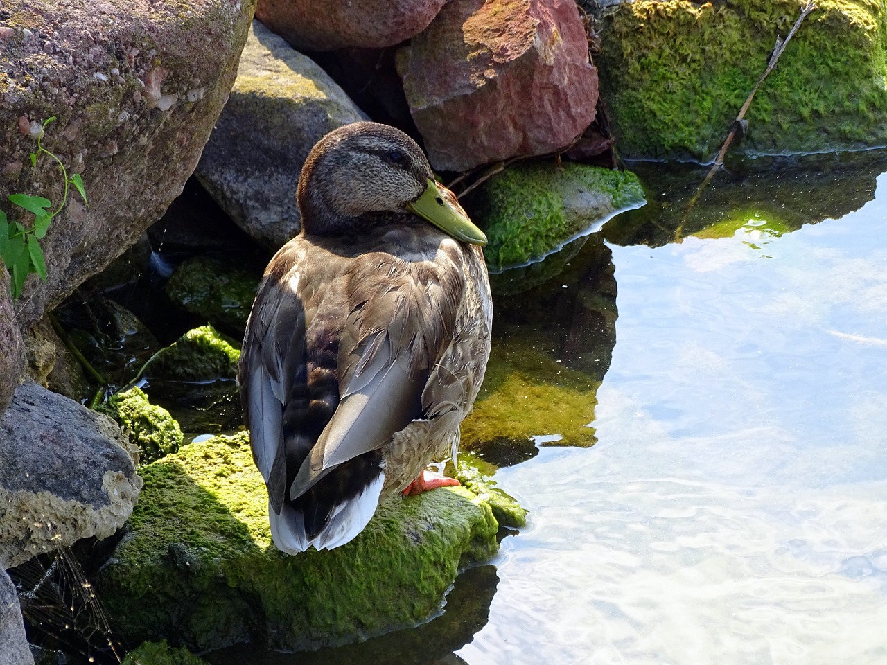 duck  summer  lake free photo