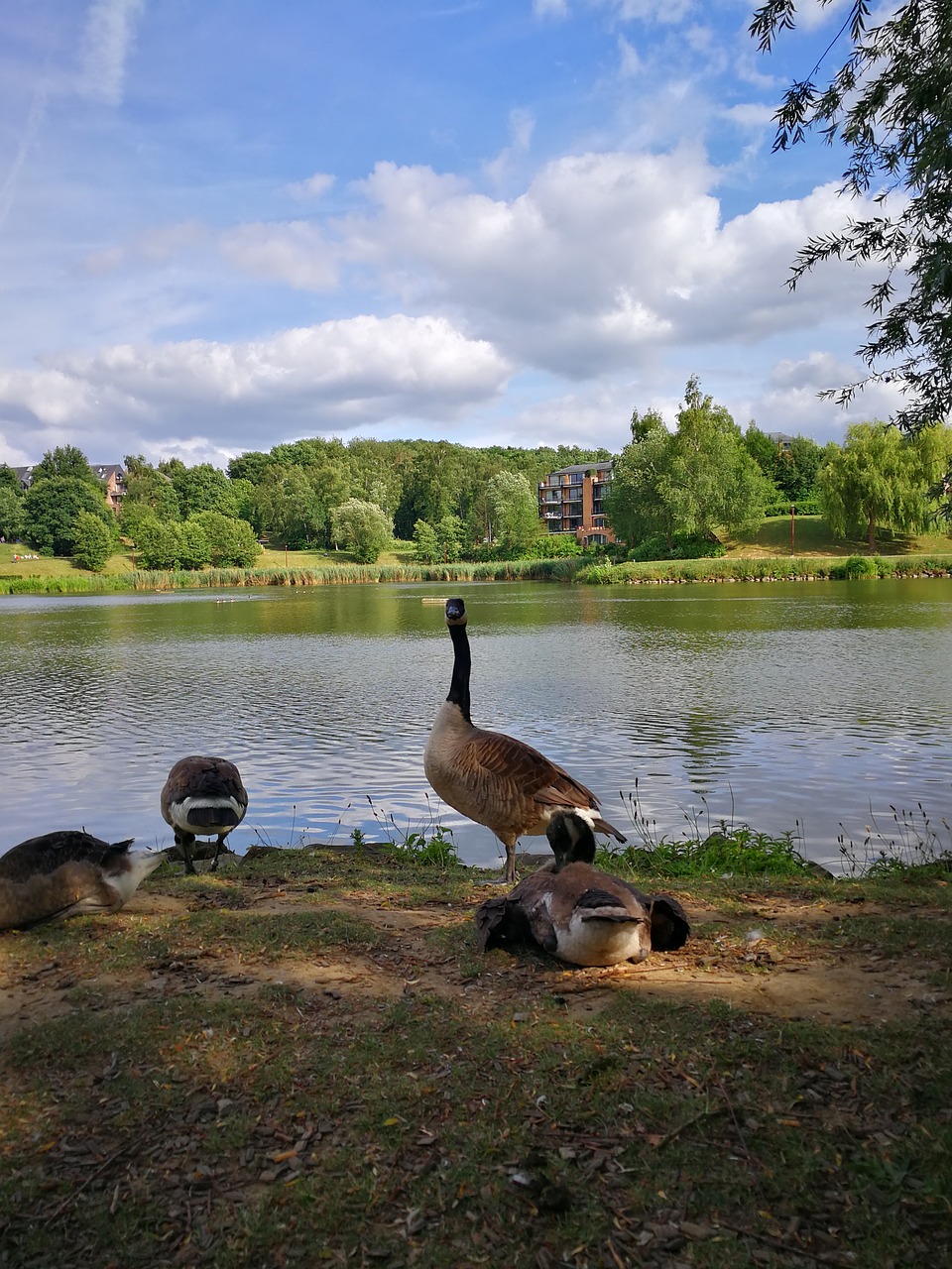 duck  lake  nature free photo