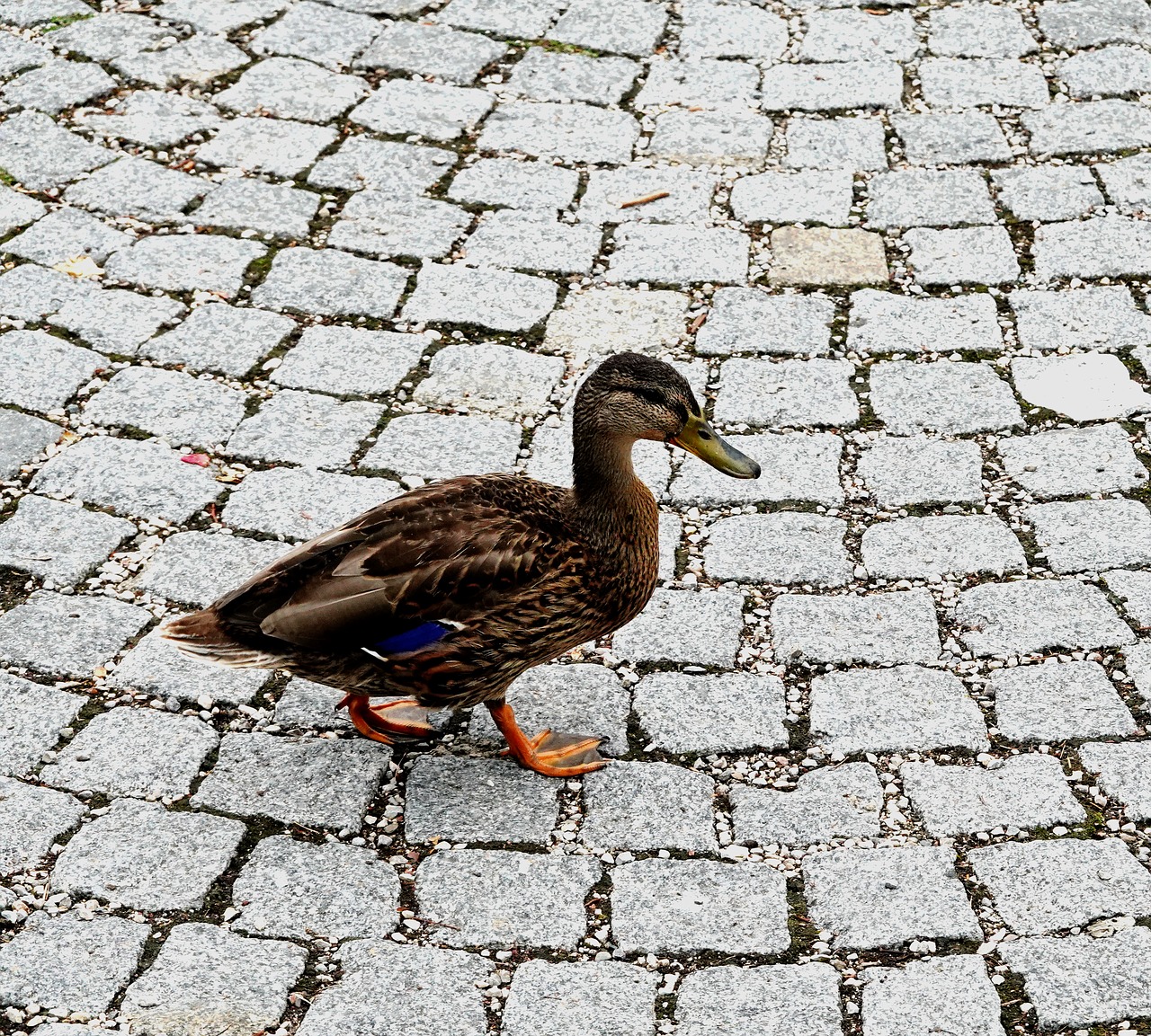 duck  walking duck  animal free photo