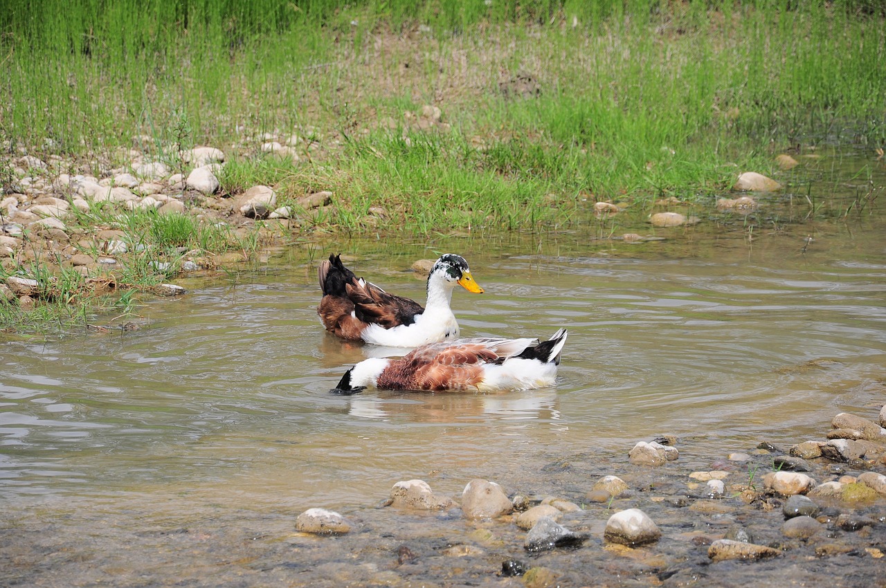 duck  duck picture  duck pictures free photo