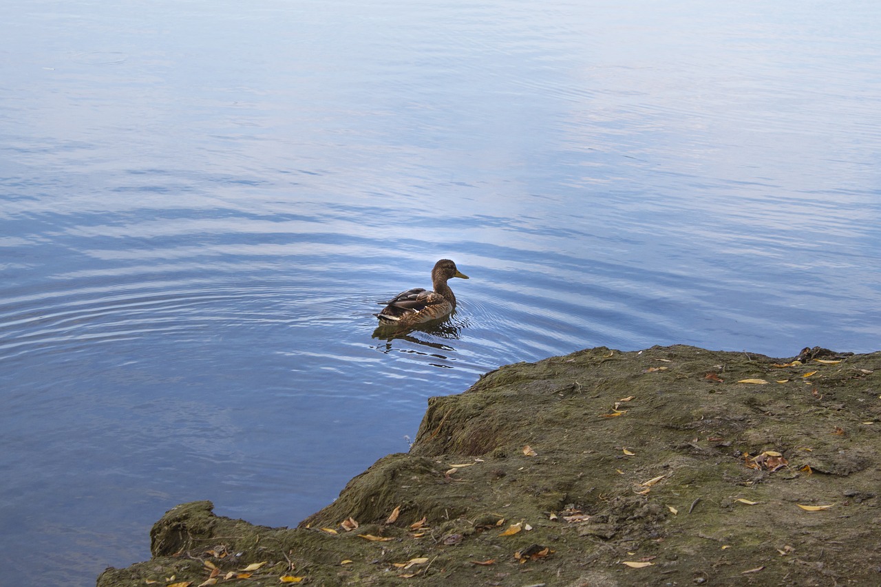 duck  bird  lake free photo