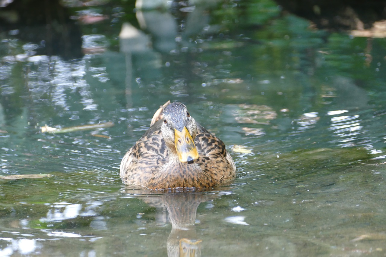 duck  water bird  animal free photo