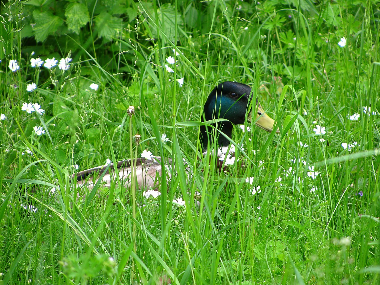 duck water bird bird free photo