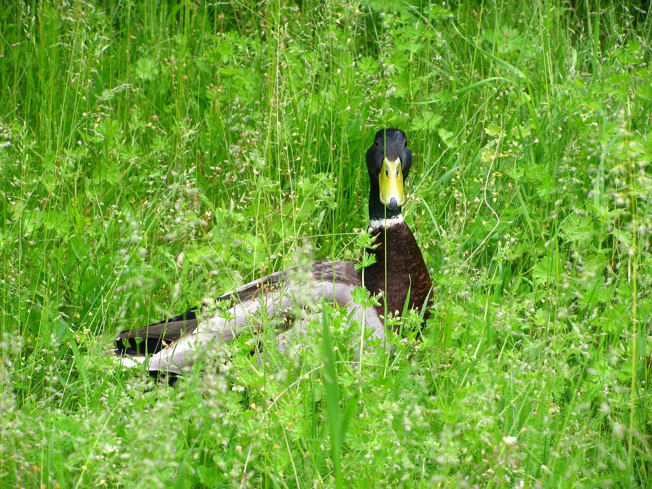 duck water bird bird free photo