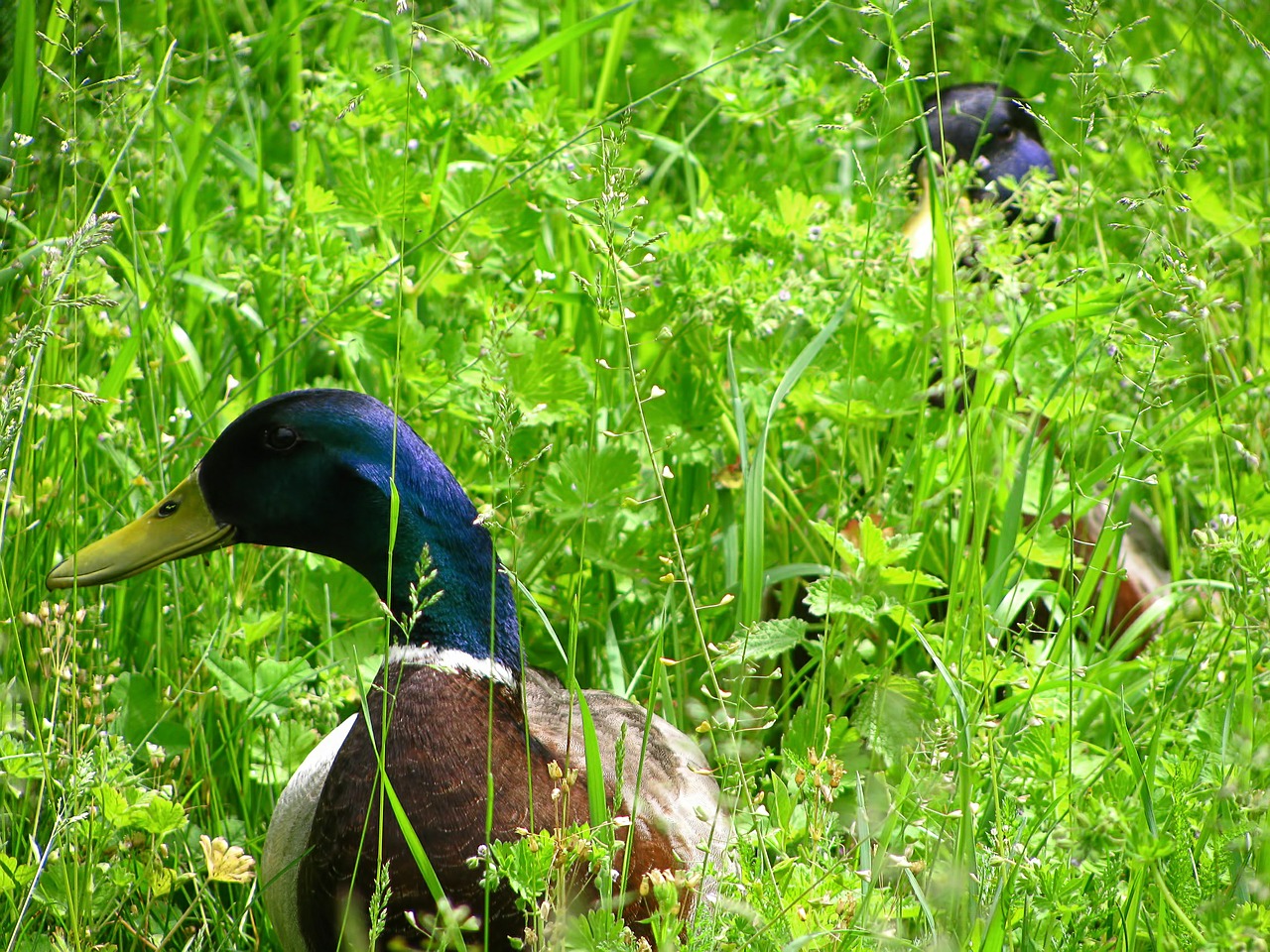 duck water bird bird free photo