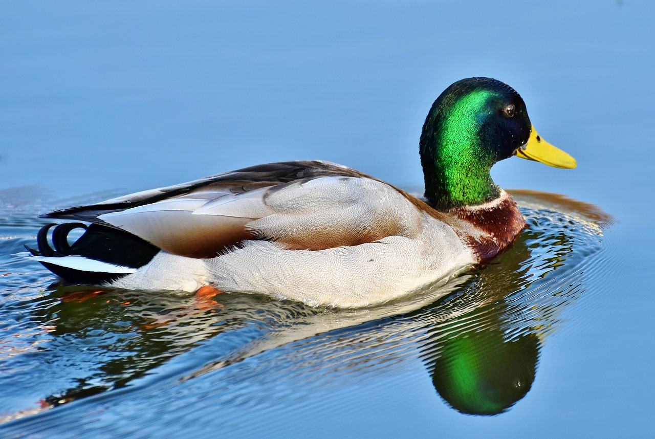 duck  drake  water bird free photo