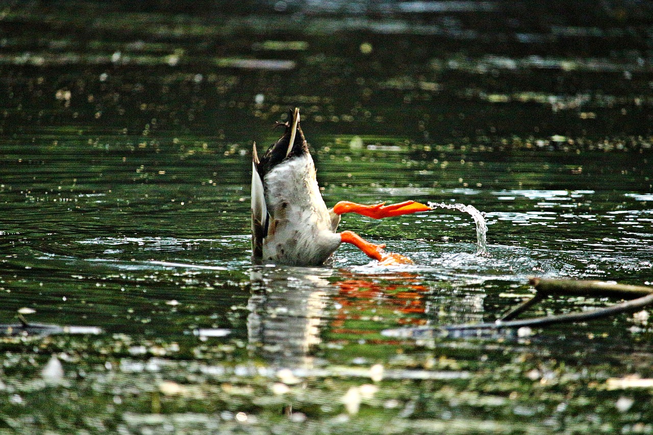 duck  bird  running duck free photo