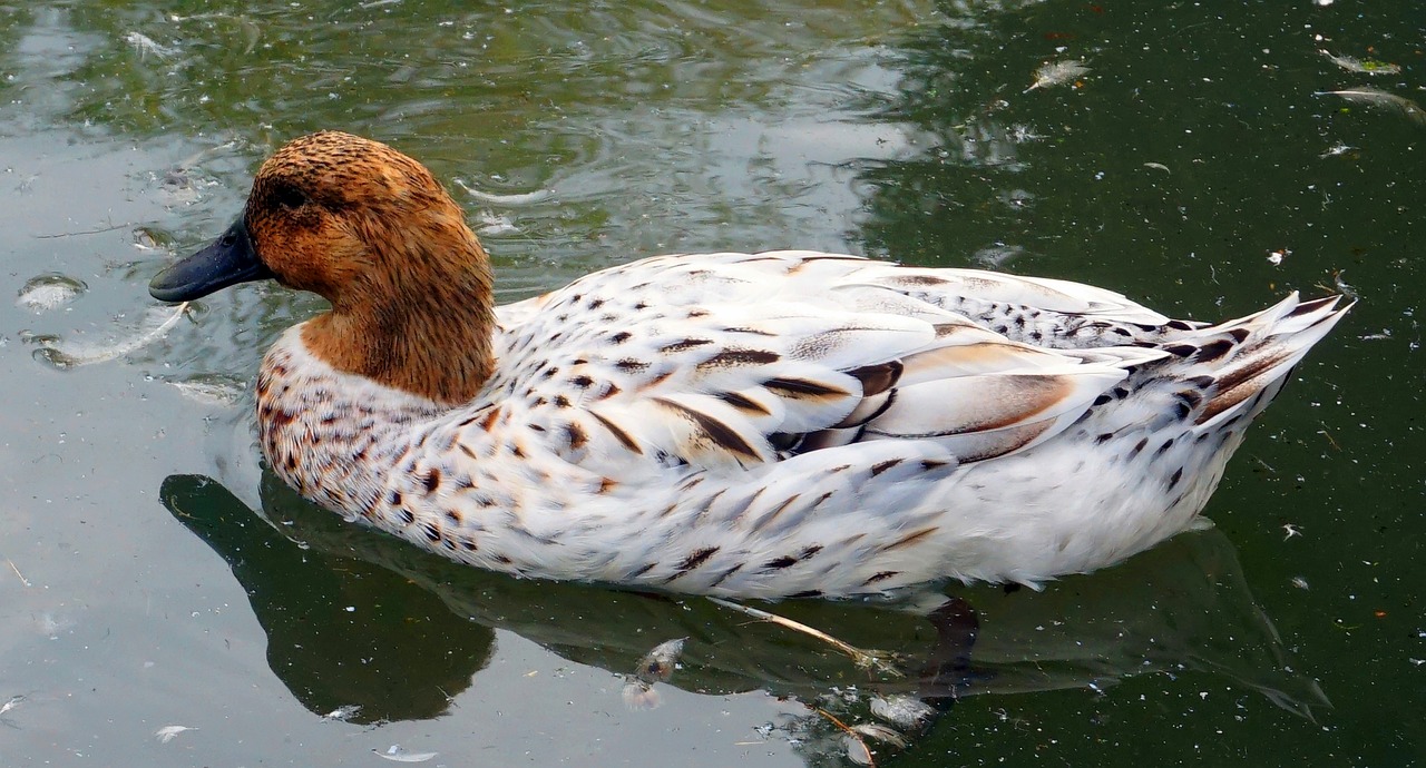 duck  animal  nature free photo