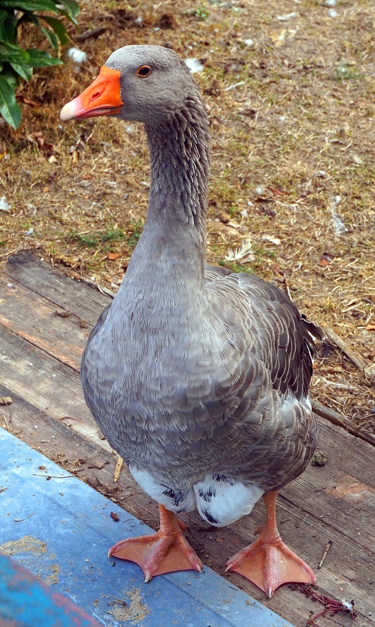 duck  water bird  plumage free photo